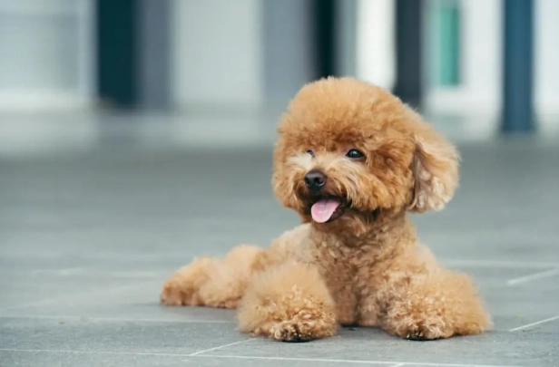 玩具貴賓犬缺點