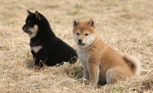 易照顧中型犬 易照顧中型犬