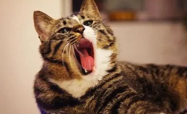 貓咪吃花生安全嗎