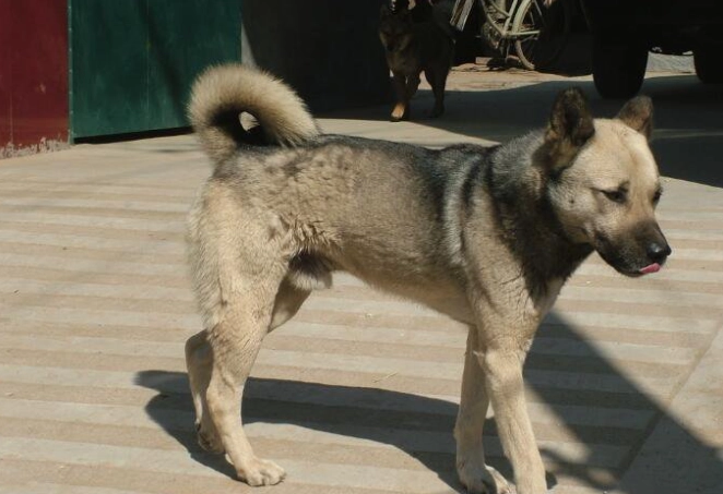 濕糧狗好處 濕糧狗好處