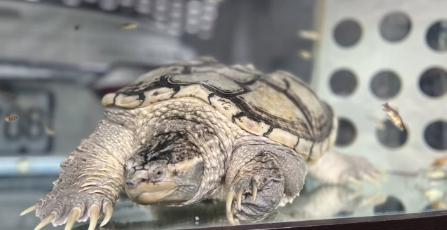 台灣輸入動物規定