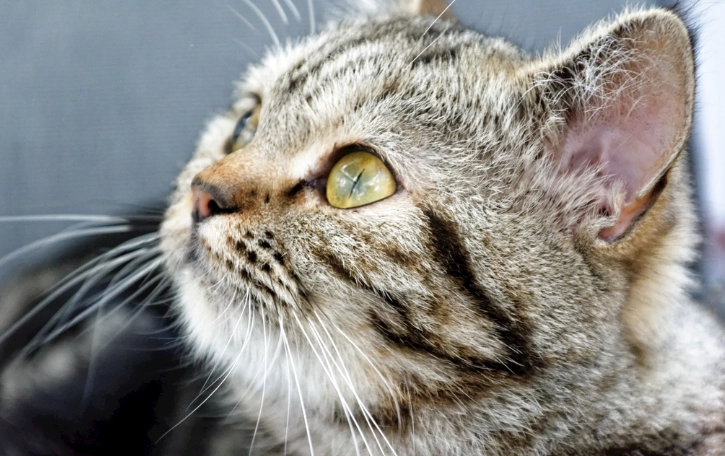 貓拔牙後飲食 貓拔牙後飲食