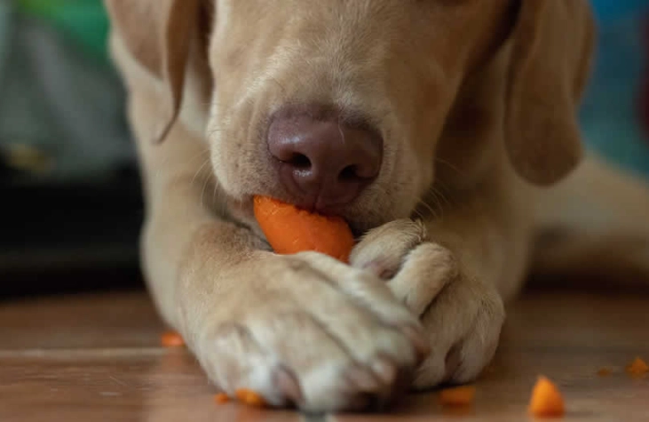 香菜對狗有害嗎