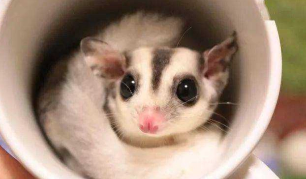 蜜袋鼯健康問題