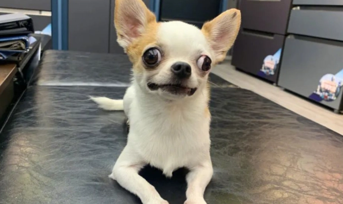 芝娃娃惡犬原因