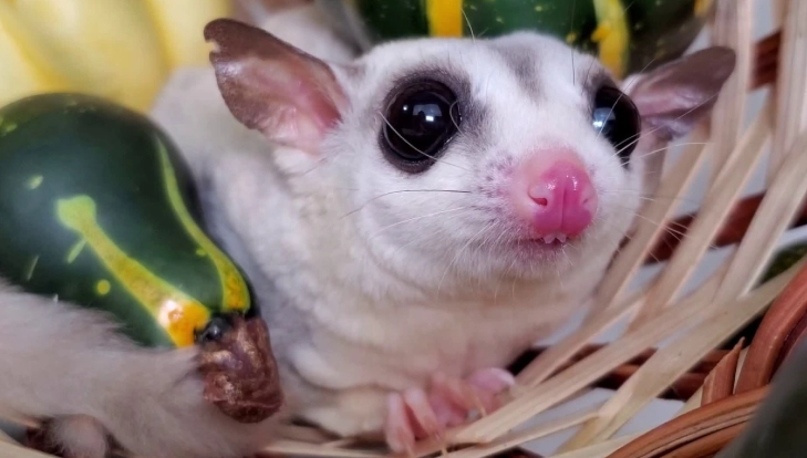 蜜袋鼯水果飲食