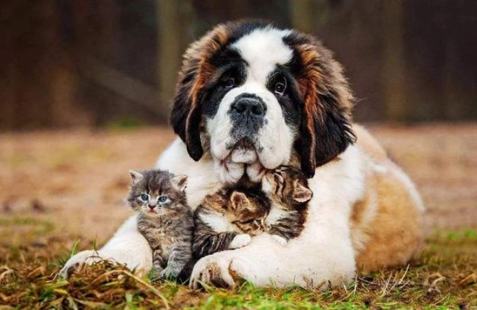 適合新手養的狗