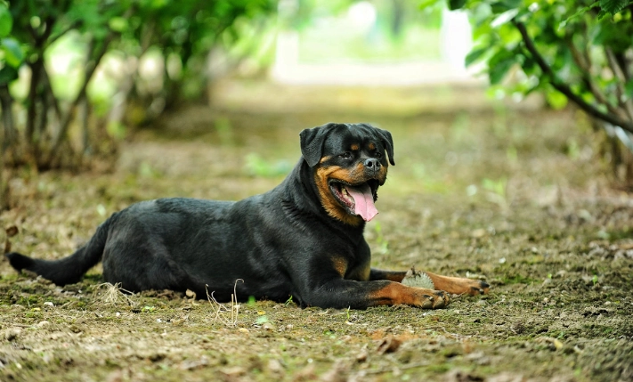 羅威納飼養指南