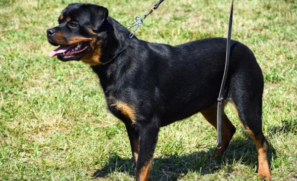 罗威纳犬性格 罗威纳犬性格