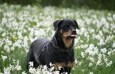 羅威納飼養指南