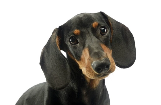 長毛臘腸狗香港購買