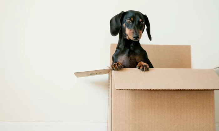 狗狗癱瘓症狀 狗狗癱瘓症狀