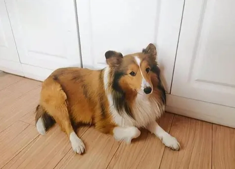 如何延長喜樂蒂壽命