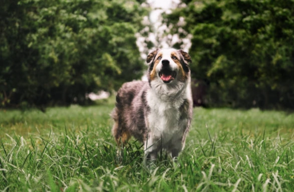 澳洲牧羊犬 訓練