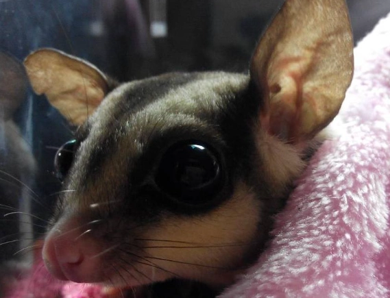 蜜袋鼯水果飲食