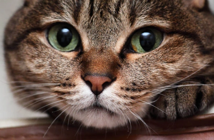 貓口腔護理 貓口腔護理