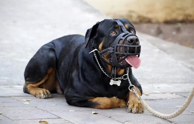 羅威納犬禁養原因