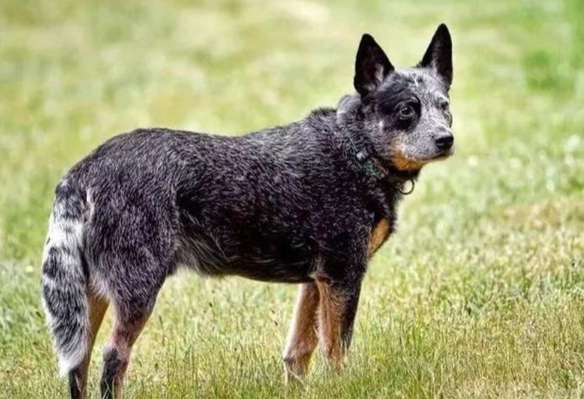 澳洲牧牛犬飼養