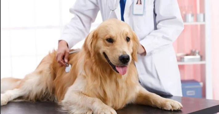 狗牙齒手術併發症 狗牙齒手術併發症