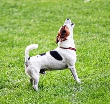 幼犬一直叫怎麼教