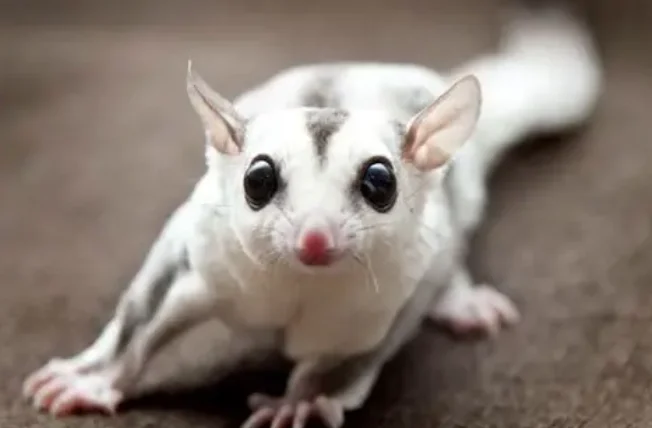 蜜袋鼯可以吃蛋黃嗎