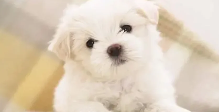 狗狗結紮頭套要戴多久