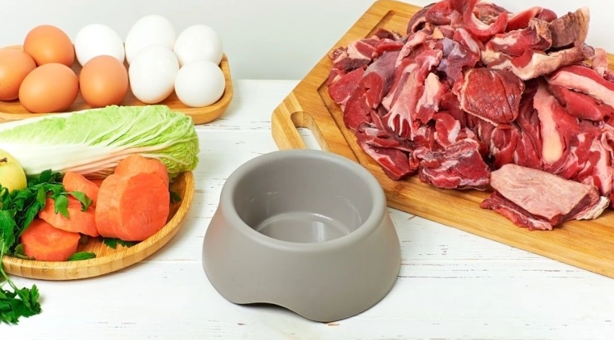 狗狗一天吃多少餐？獸醫建議的餵食頻率完整指南