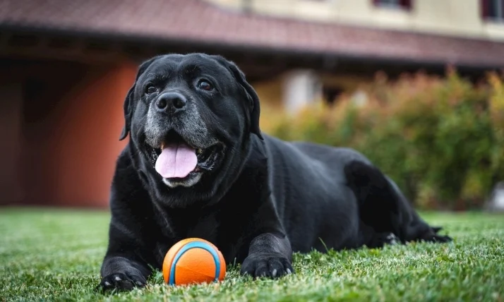 狗可以吃黑芝麻嗎