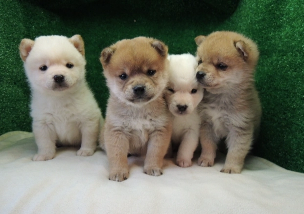 幼犬一直喝水正常嗎？獸醫解析飲水行為與健康警訊