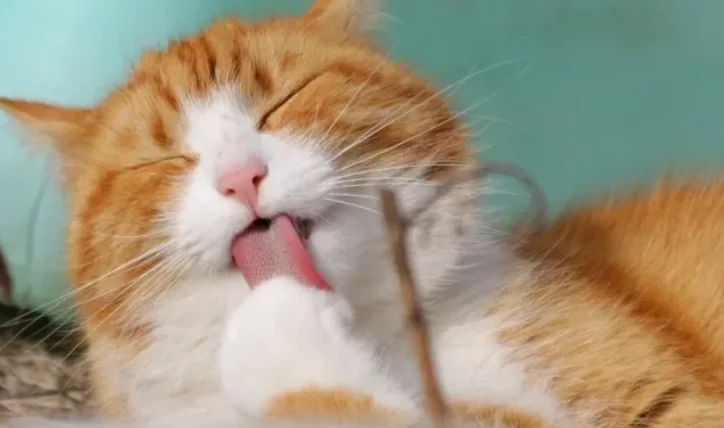 貓咪可以吃優格嗎