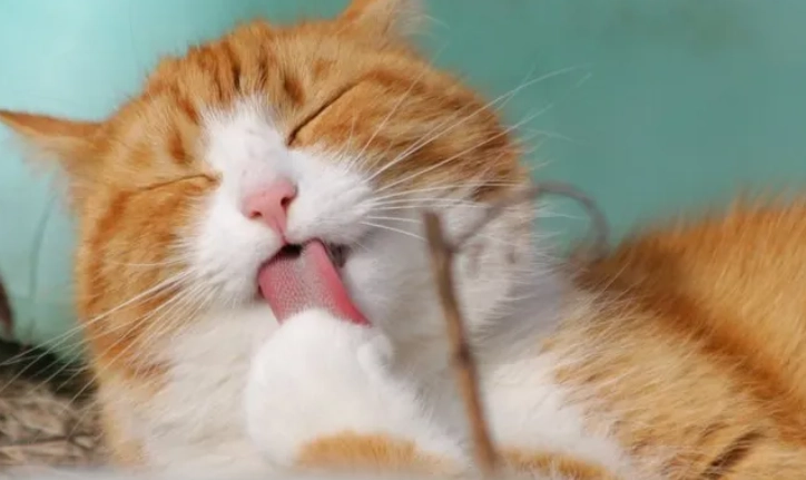 貓咪可以吃優格嗎？獸醫完整解析安全餵食法、好處與風險