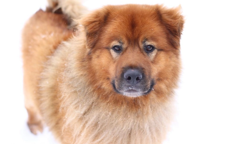 狗狗上消化道出血治療全攻略：症狀識別、緊急處置與康復照護