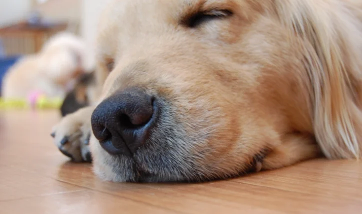 狗狗誤食蟑螂藥