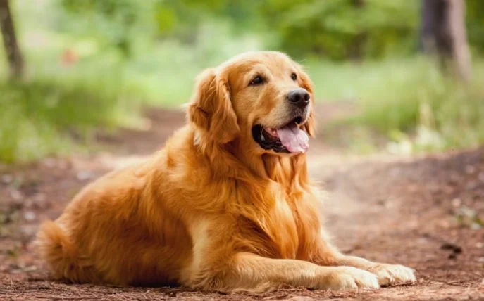 台鐵寵物大型犬