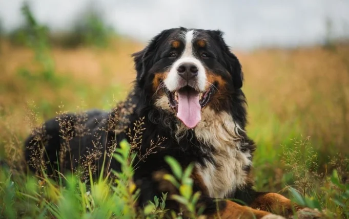 狗狗心脏病饮食