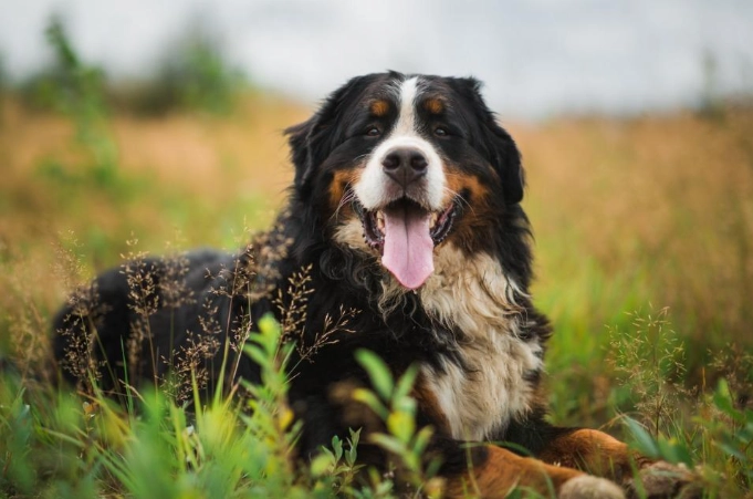 狗狗心脏病饮食全攻略：兽医师的喂食秘诀与居家食谱