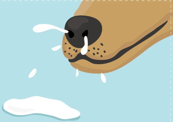 狗狗咳嗽打噴嚏