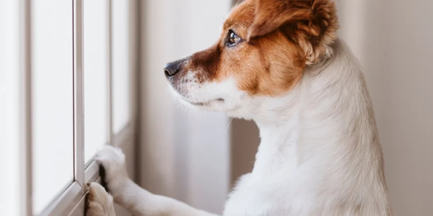 狗 狗 顏面神經失調