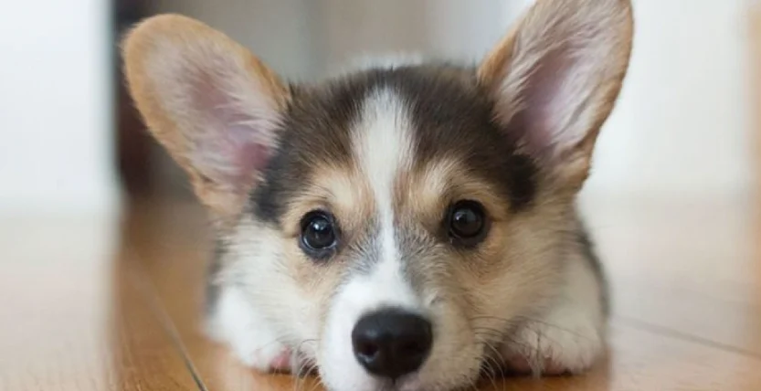 狗狗前庭神經炎治療方法