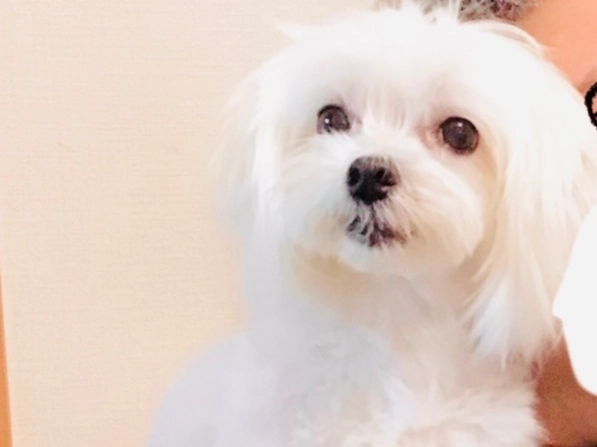 瑪爾濟斯自家繁殖全攻略：優點、風險與飼養指南