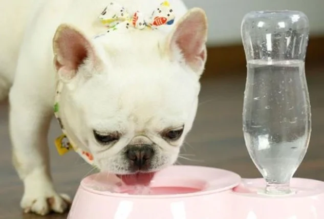 狗狗漂白水中毒