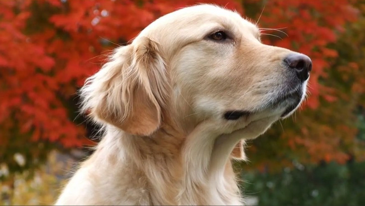 狗狗臨終前抽蓄