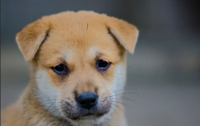 狗狗拔牙後注意事項