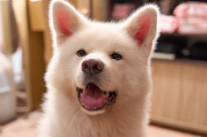 狗脂肪瘤消失全攻略：自然療法與實用護理指南