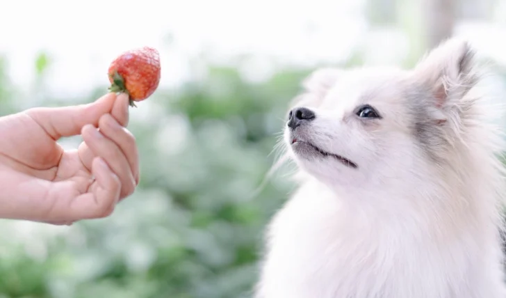 狗狗可以吃草莓