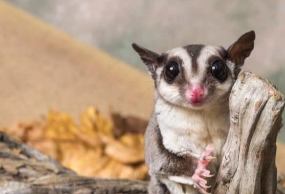 蜜袋鼯一天睡多久