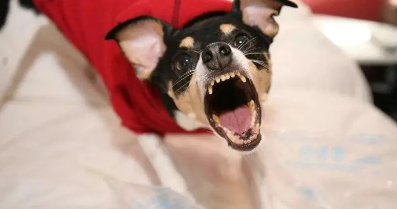 狗狗對陌生人吠叫