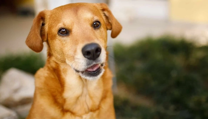 牛皮骨可以吃嗎