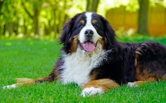 狗飼料成分分析