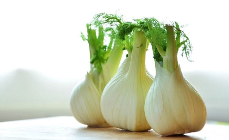 狗茴香全攻略：功效、使用與注意事項，守護毛孩健康